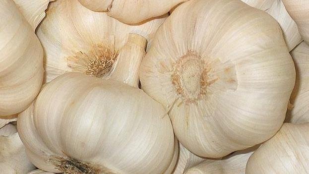 Garlic bulbs